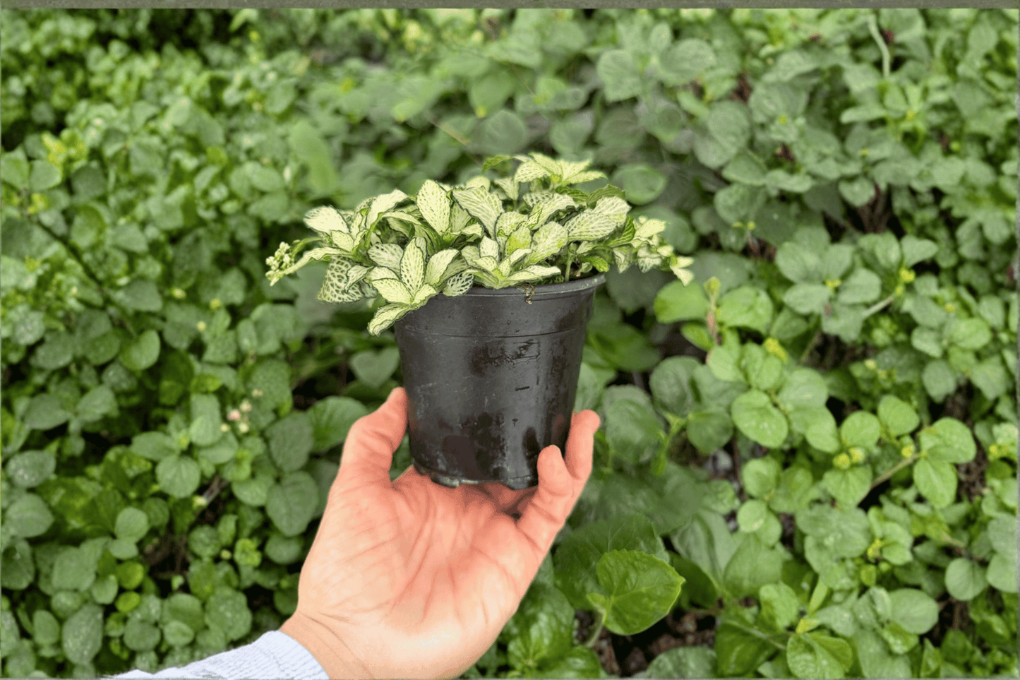 Fittonia ‘Snow Anne’ 2 Exact Live Plants – Specific 4-Inch Pots