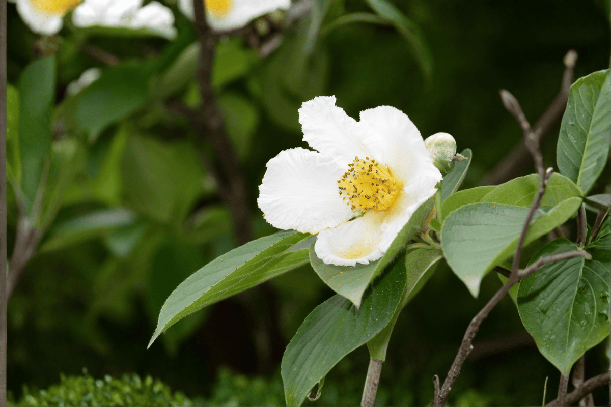 Japanese Stewartia 1 Live Ornamental Tree, 3 Gallon Pot – Stewartia pseudocamellia
