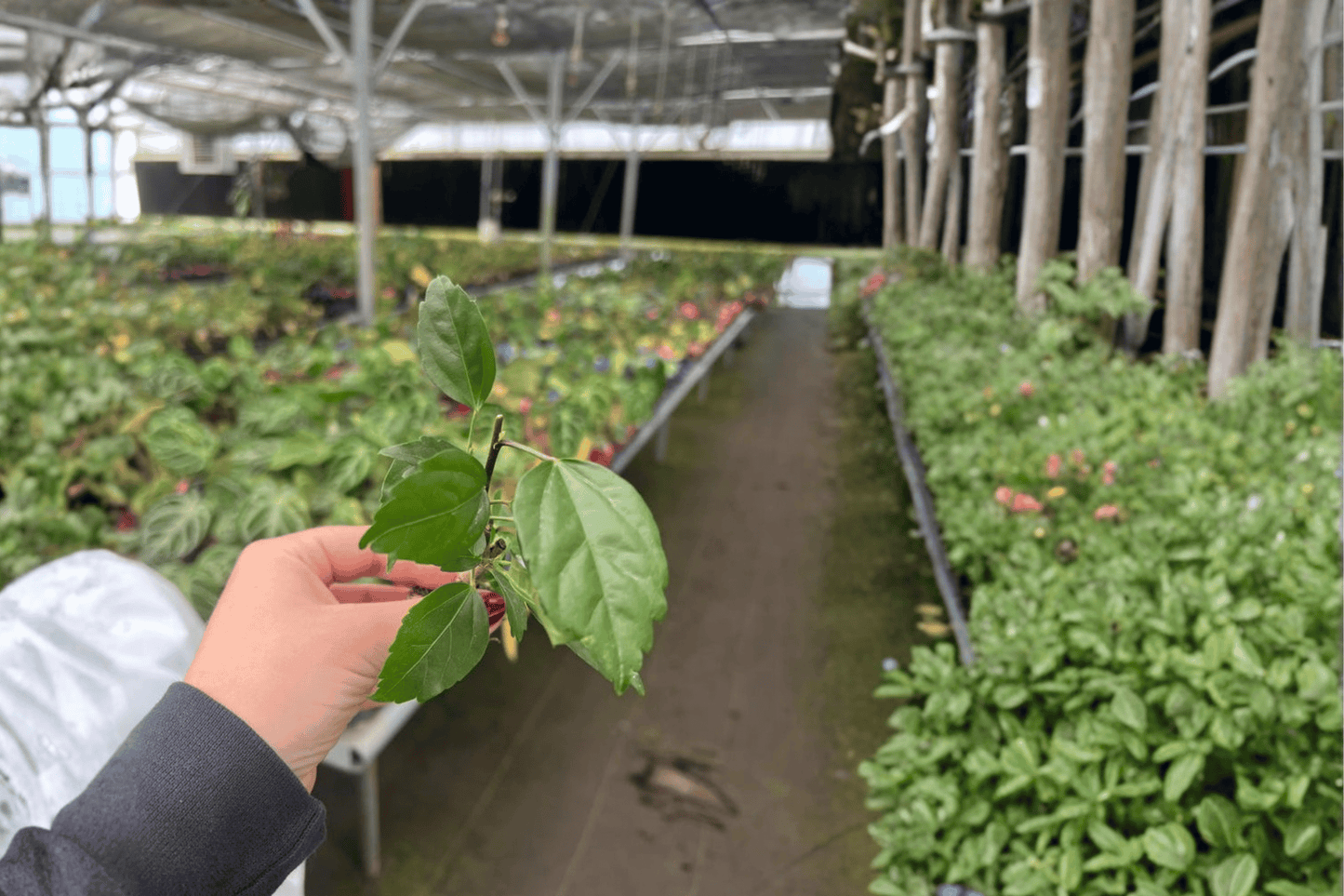 El Capitolio Red Hibiscus 2 Live Starter Plants – Hibiscus rosa-sinensis ‘El Capitolio Red’