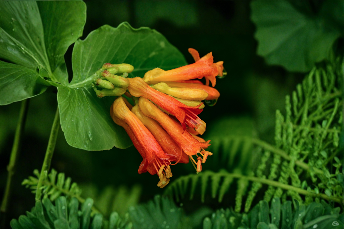 Magnifica Coral Honeysuckle Live Plants 3 Rooted Starters 1 Qt Pots Trumpet Honeysuckle Flowering Vine
