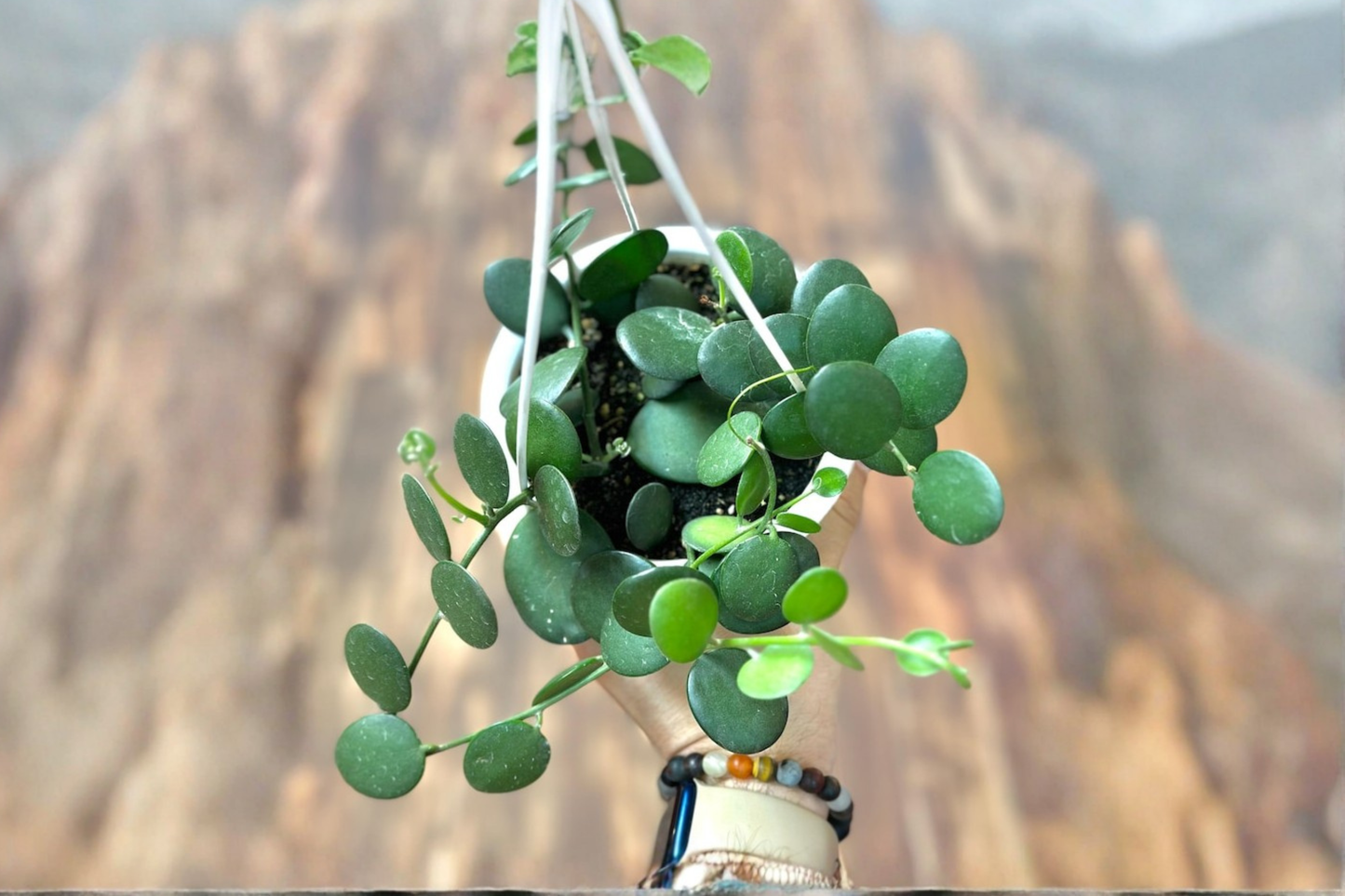 Silver Dollar Vine Live Plant String of Nickels Succulent Rare Indoor Trailing Starter Plant Gift