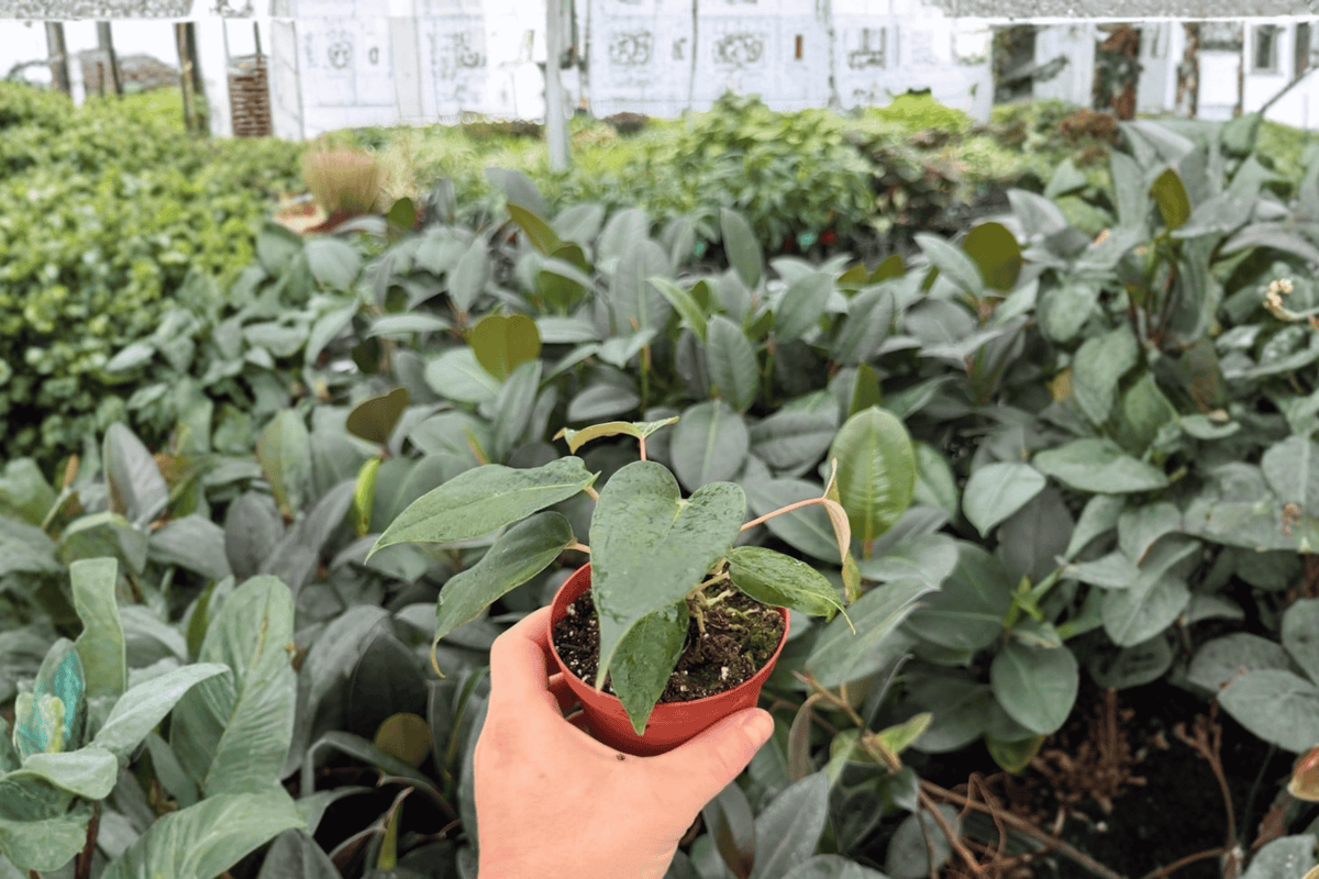 Anthurium Black Sweet × Portillae 2 Exact Live Plants – Anthurium Hybrid 4” Size Bare Root