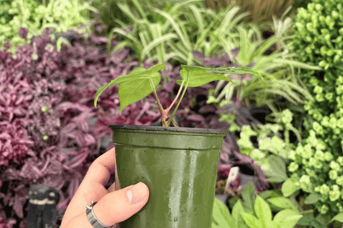 Anthurium Blue Papi × Red Stem 2 Exact Live Plants – Specific 4” Size