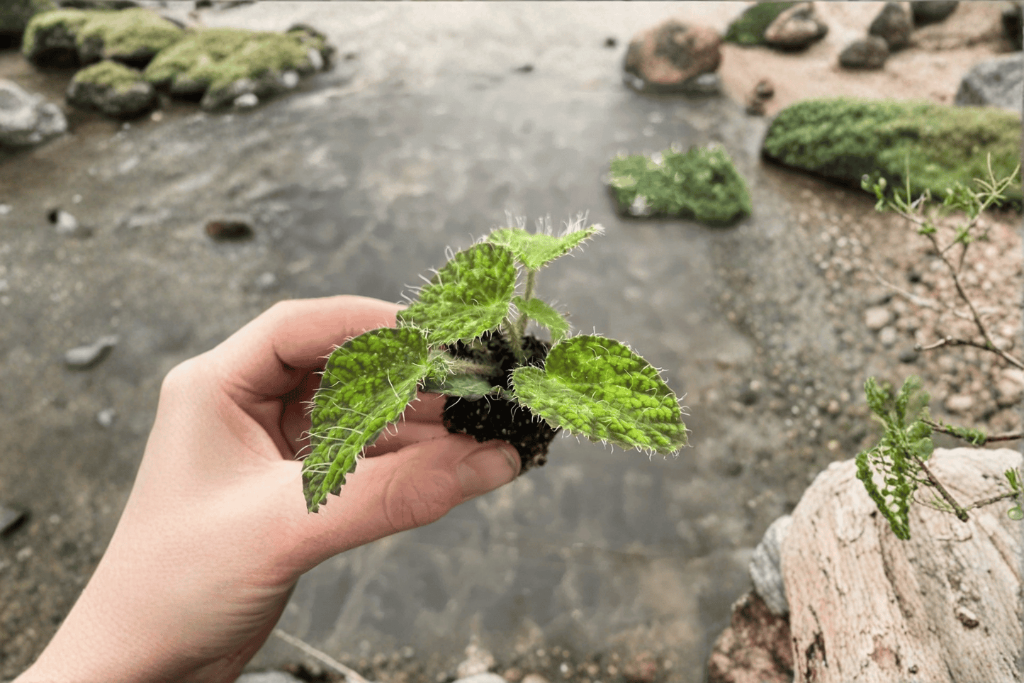 2 Begonia sizemoreae 'Longiciliata' Starter Plants – Live Rare Begonias