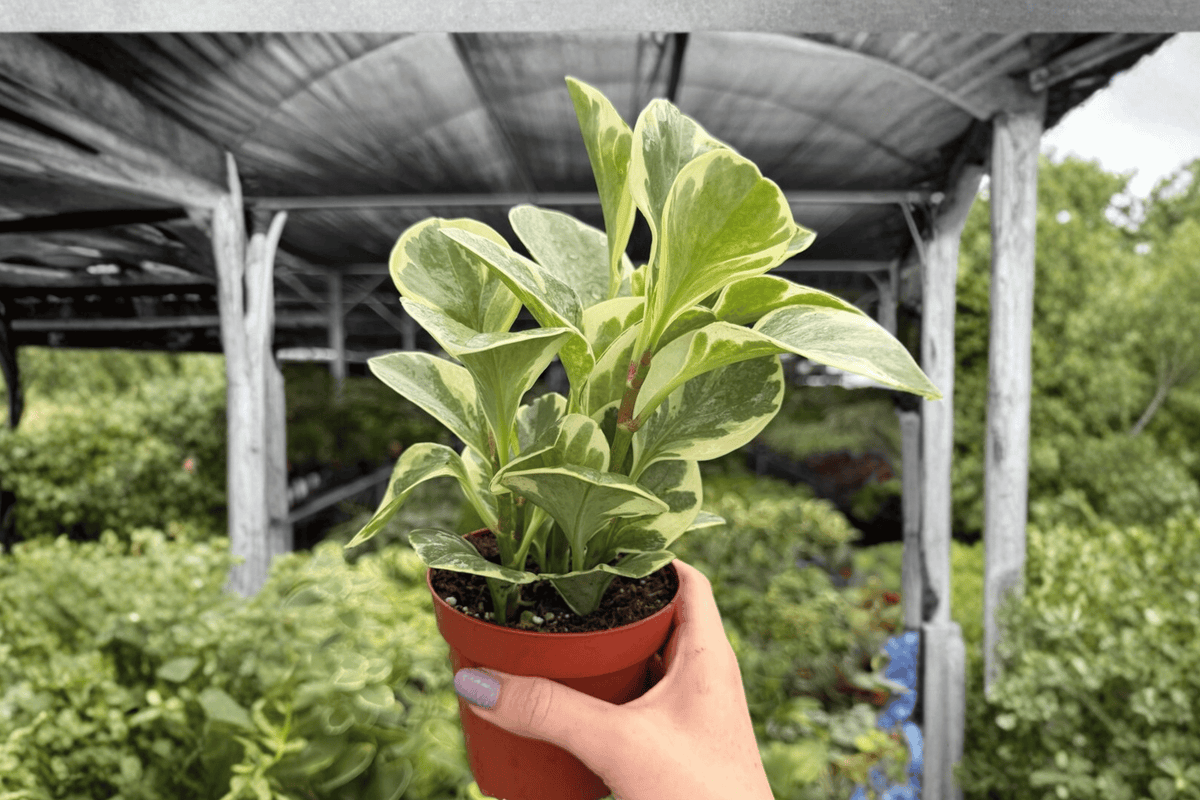 Variegated Peperomia Obtusifolia 2 Exact Live Plants – 4” Size Bare Root