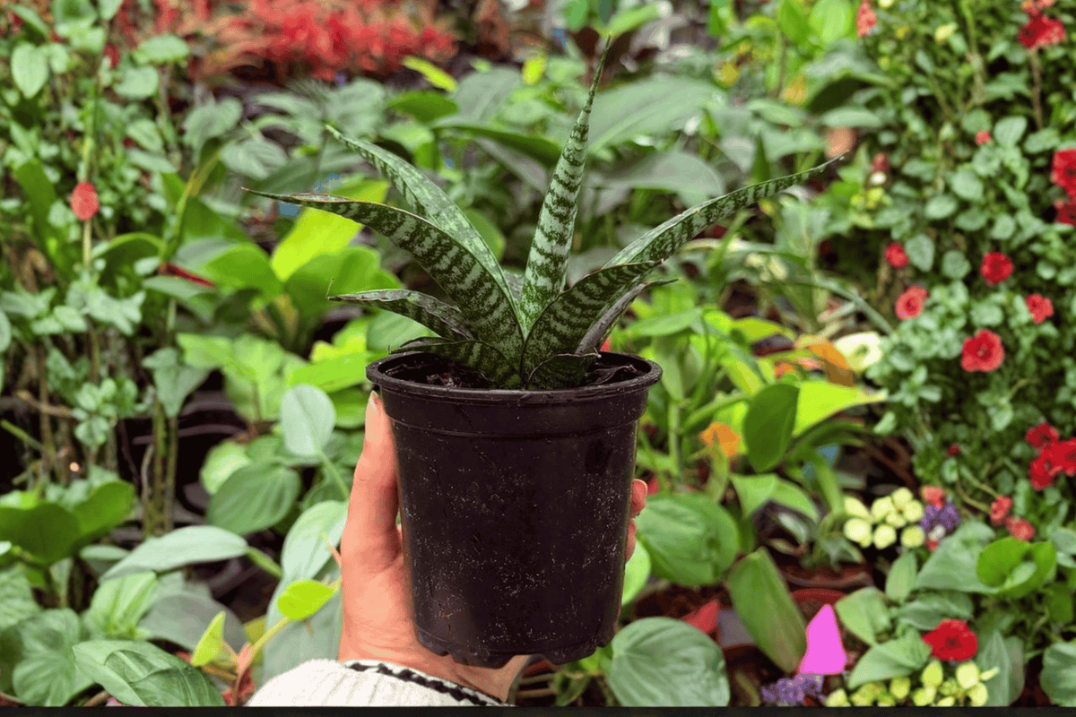 2 Exact Plant Sansevieria Hybrida Tiger – Specific 4” Pot