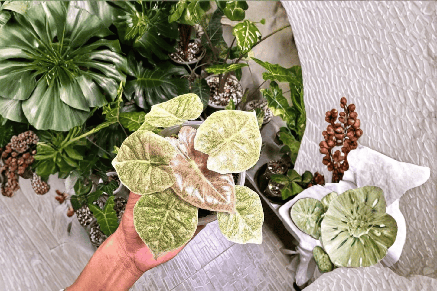 2 Alocasia Golden Bone Pink Mint Tissue Culture Starter Plants – Bare Root (Alocasia hybrid)