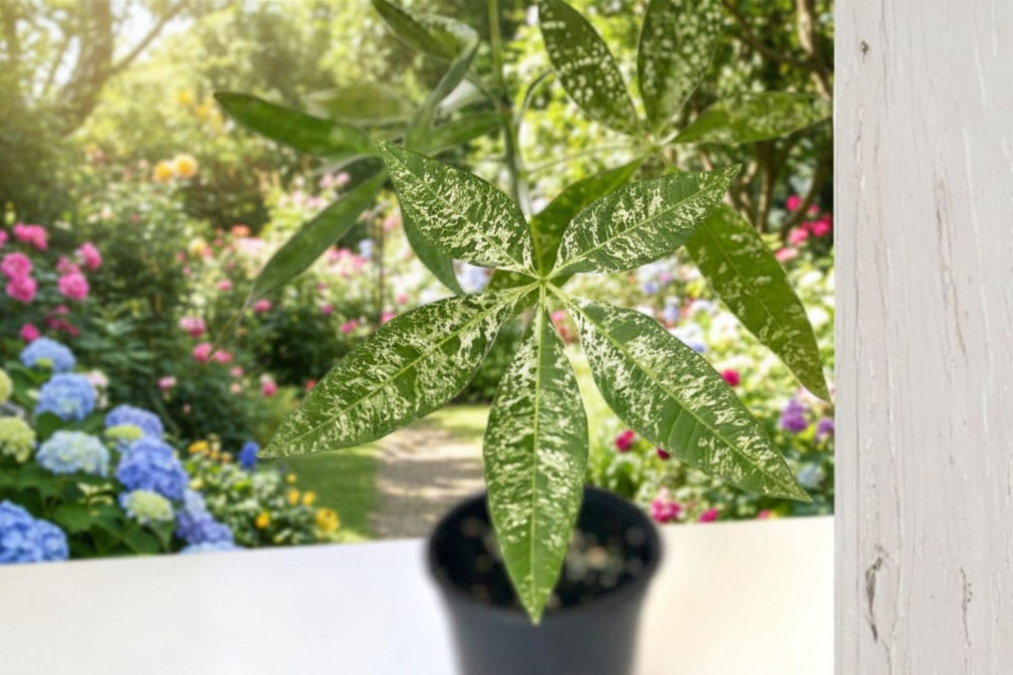 Variegated Money Tree Live Plant 4 Inch Pot Pachira Glabra Albo Variegata Rare Houseplant Indoor Tropical Decor Gift