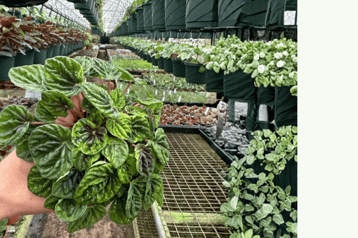 2 Peperomia Green Ripple Live Plants in 4-Inch Pots – Peperomia caperata