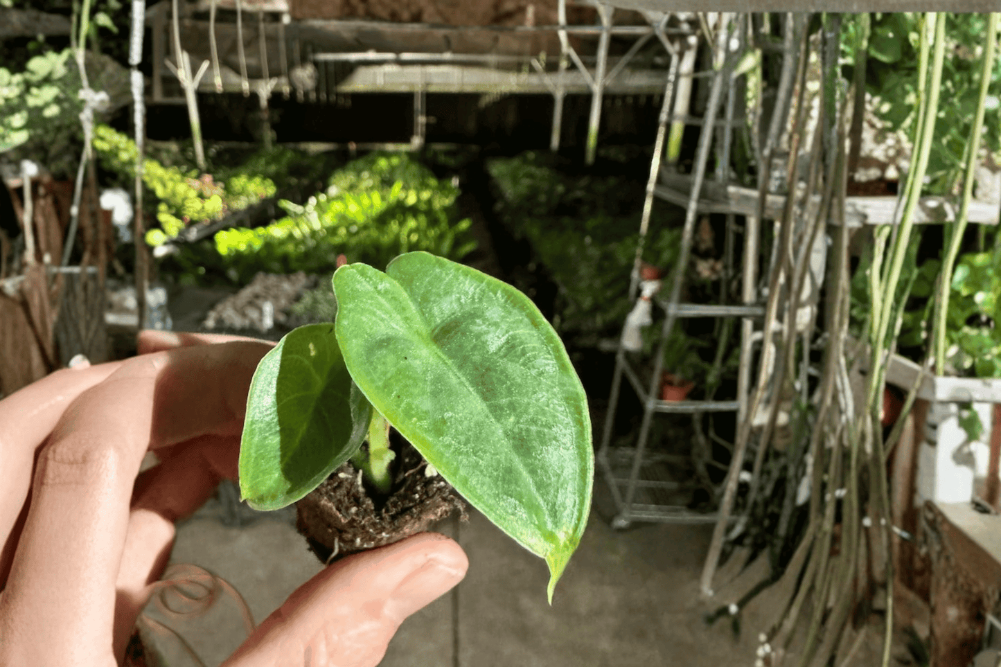 2 Alocasia puncak borneensis Starter Plants – Bare Root – Alocasia puncak borneensis