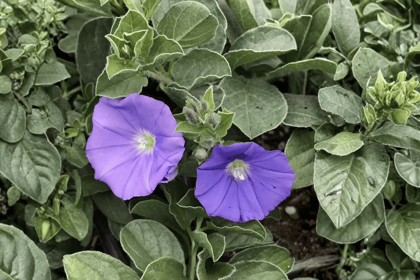Ground Morning Glory 1 Live Plant – 4-Inch Pot – Convolvulus sabatius