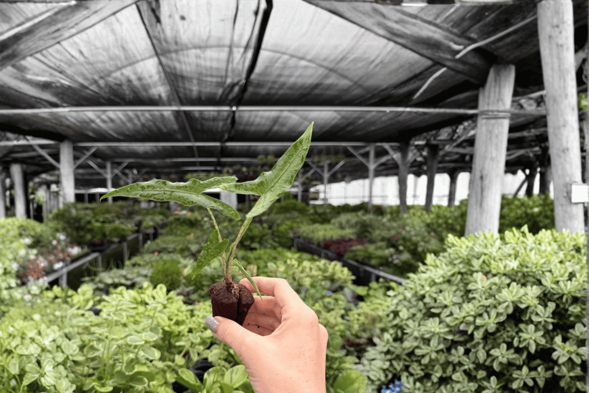 Alocasia Sabrina Narrow 2 Exact Live Starter Plants – Alocasia ‘Sabrina Narrow’