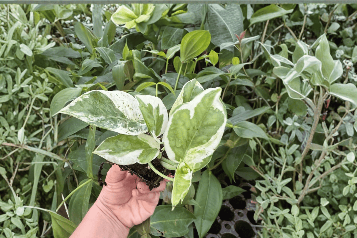 2 Pothos 'N'Joy' Starter Plants – Bare Root Live Variegated Pothos