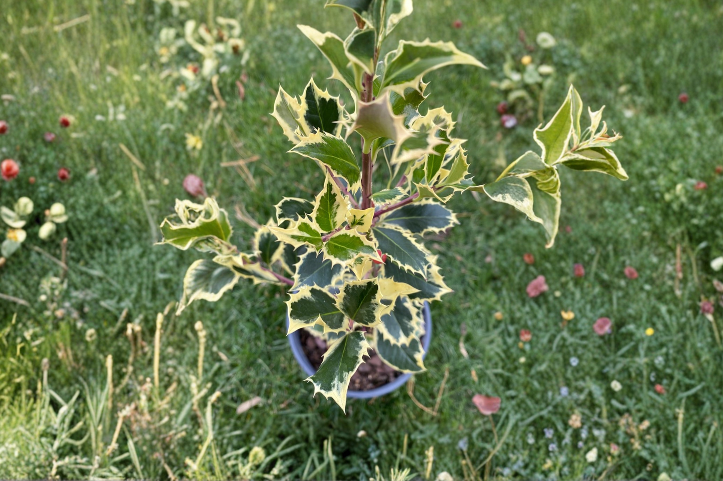 Variegated English Holly ‘Argentea Marginata’ Live Plant 4 Inch Pot – Ilex aquifolium Evergreen Shrub White Edged Leaves