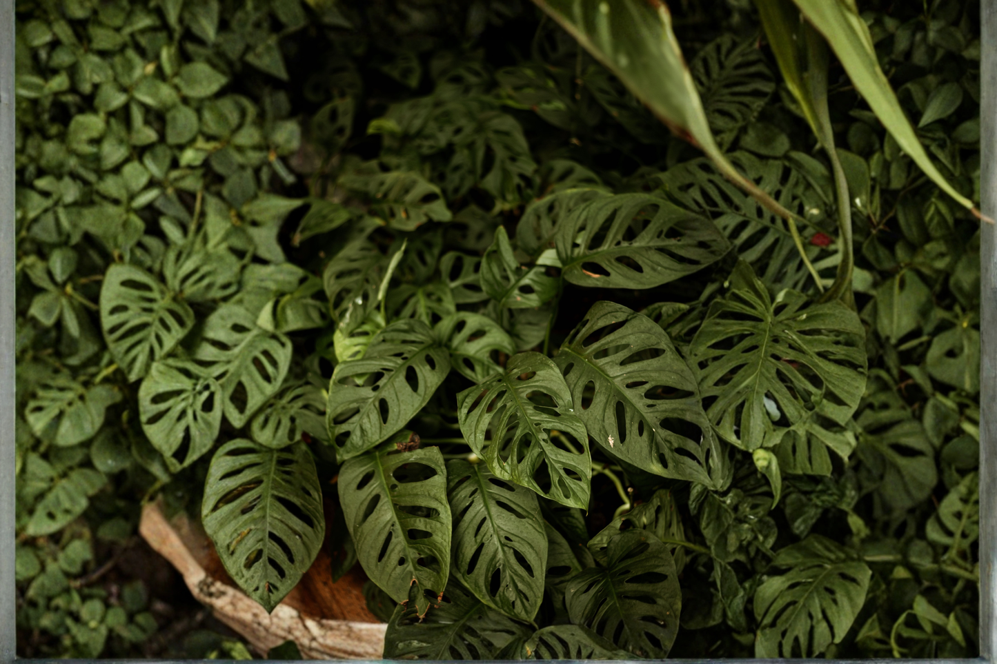 Long Monstera Adansonii Live Plant 2.5-Inch Pot – 46-Inch Swiss Cheese Vine