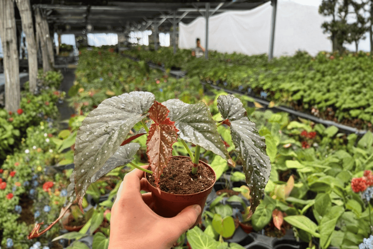Begonia Harmony’s Dark Dagger 2 Exact Live Plants – 4” Size