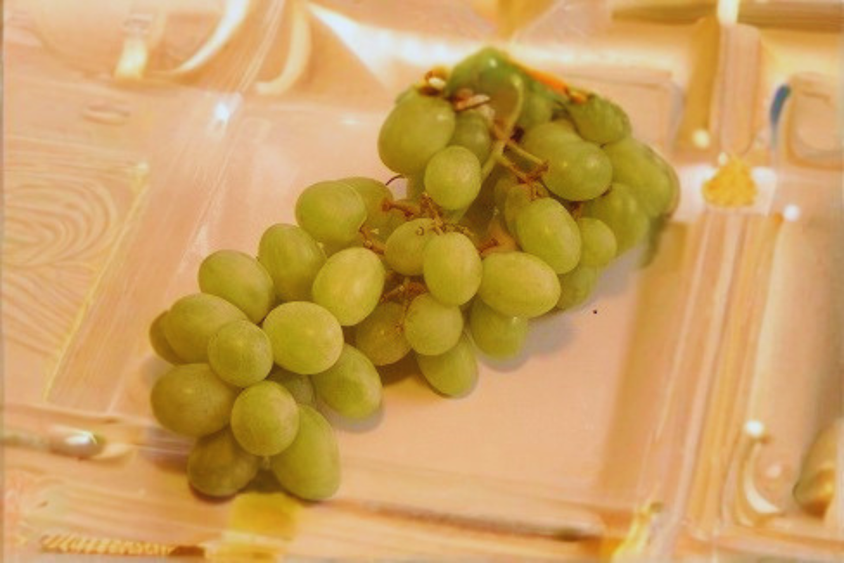 Siebel 9110 Grape Vine Live Plant 2 Gal Fruit Vine, Vitis Hybrid for Garden Vineyard Outdoor Plant
