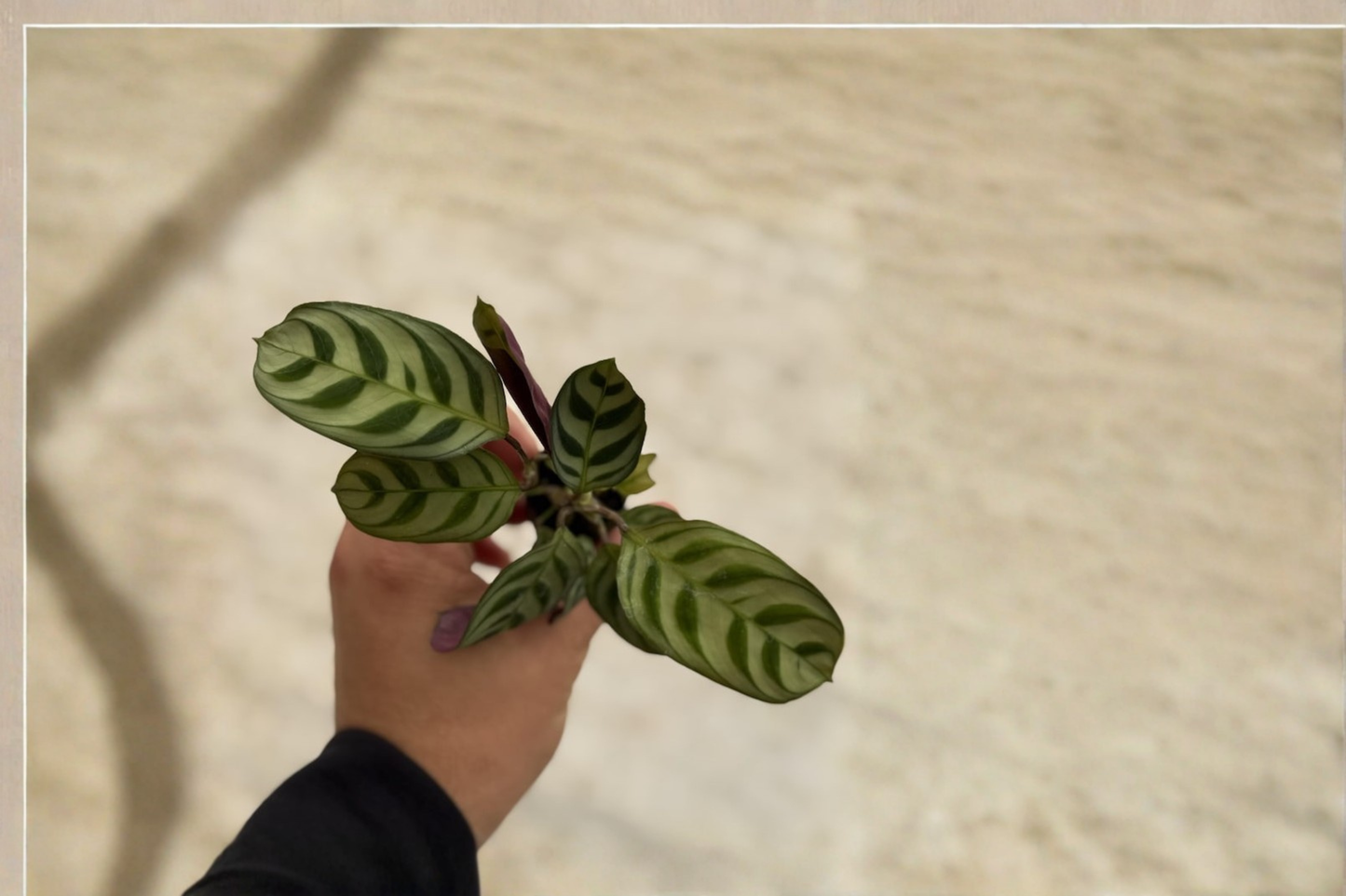 Calathea Burle Marx Live Plant Fishbone Prayer Plant Starter Tropical Houseplant Rooted Cutting 2 Inch Pot Size