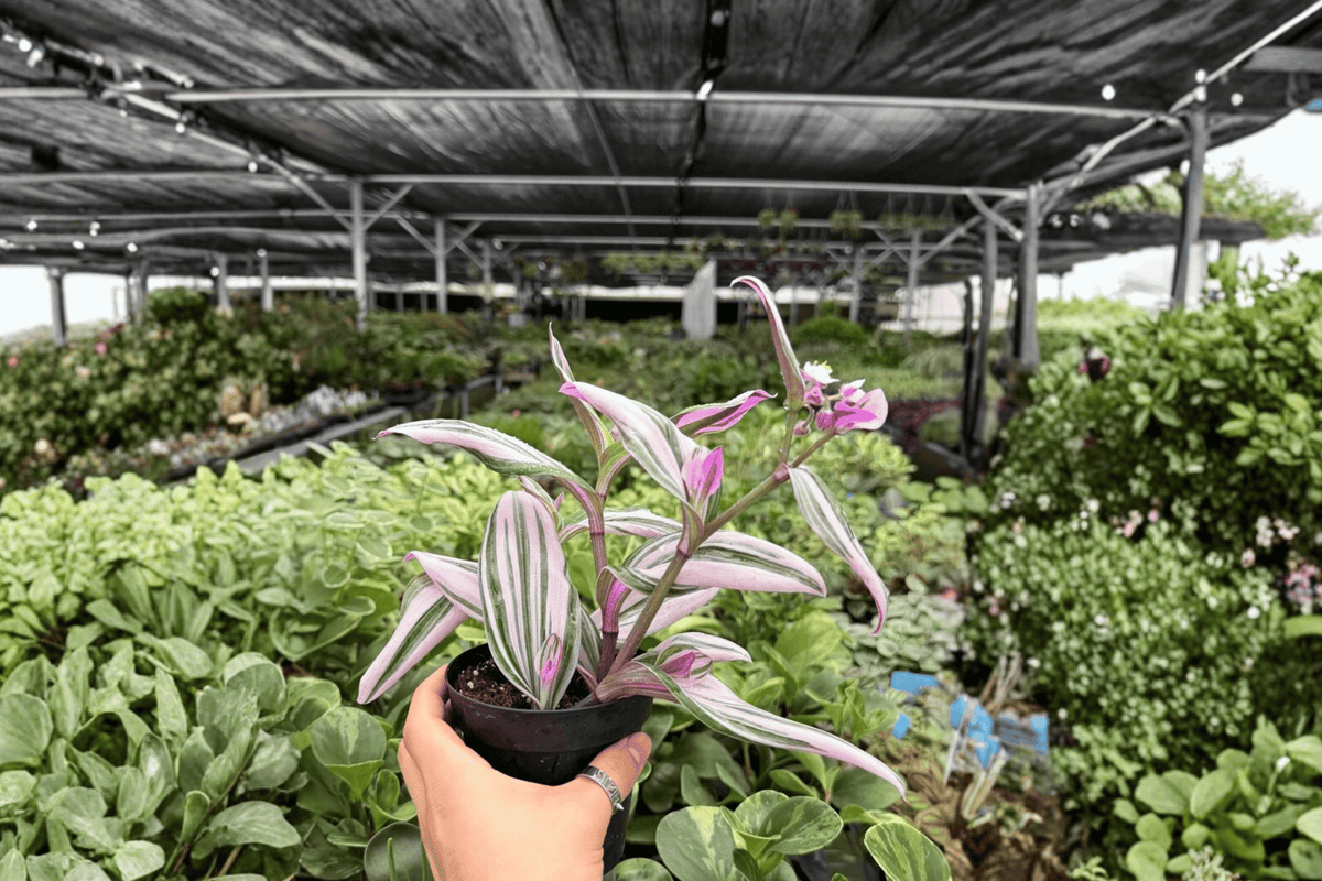 Tradescantia Nanouk 2 Exact Live Plants – Tradescantia ‘Nanouk’ Specific 4” Size Bare Root