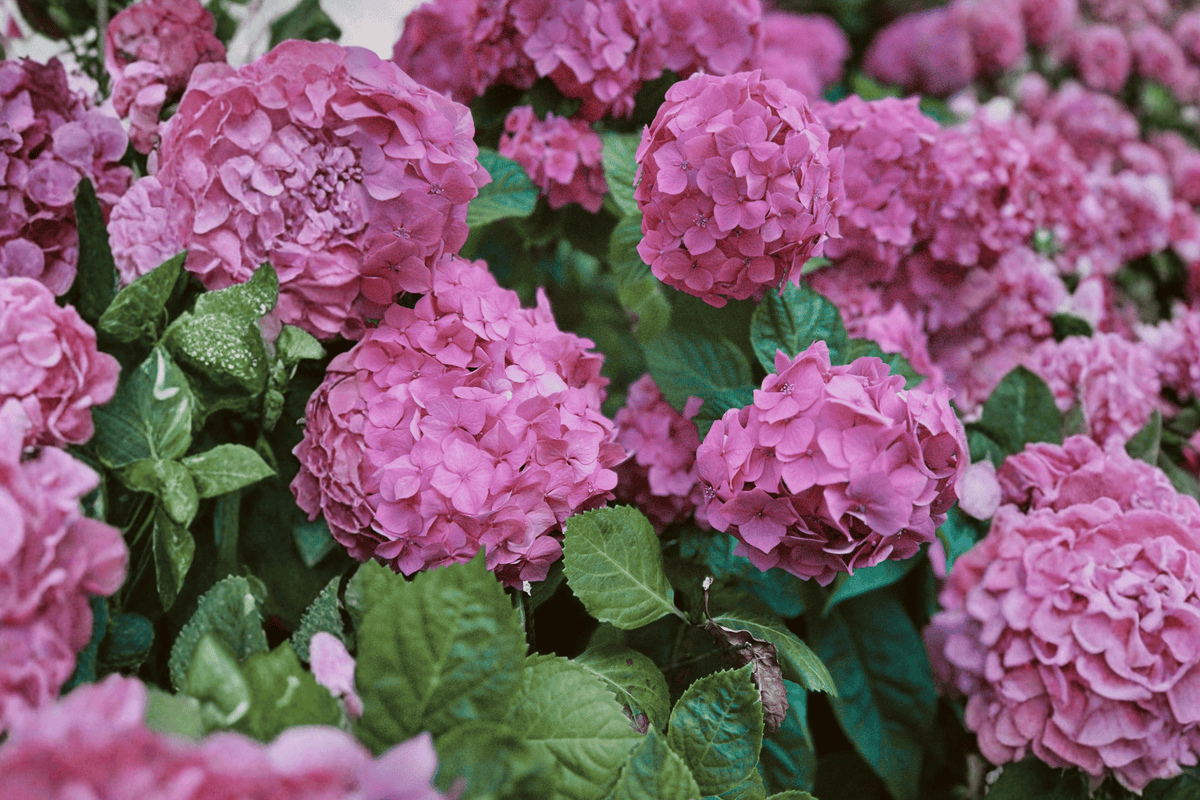 Let's Dance Arriba Reblooming Hydrangea 1 Live Shrub, 3 Gallon Pot – Hydrangea macrophylla ‘SMNHSC’