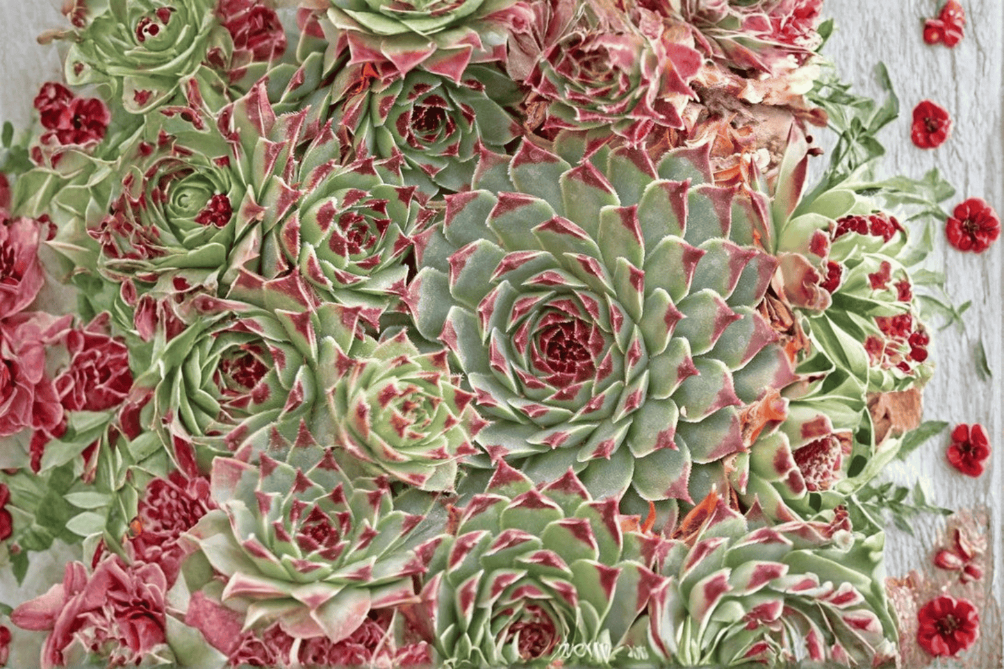 Chick Charms Mint Marvel Hens and Chicks 1 Live Plant – 4-Inch Pot – Sempervivum ‘Mint Marvel’