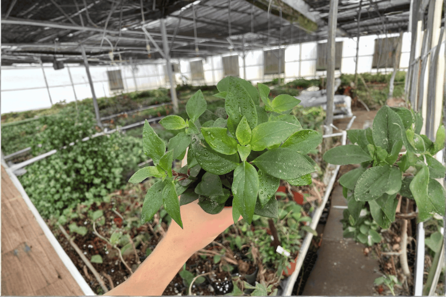 2 Nematanthus Goldfish 'Tropicana' Live Plants in 4-Inch Pots – Nematanthus 'Tropicana'