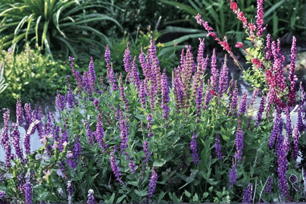 Denim ‘n Lace Russian Sage – 1 Live Plant, 1-Gallon Size – Salvia yangii ‘Denim ‘n Lace’