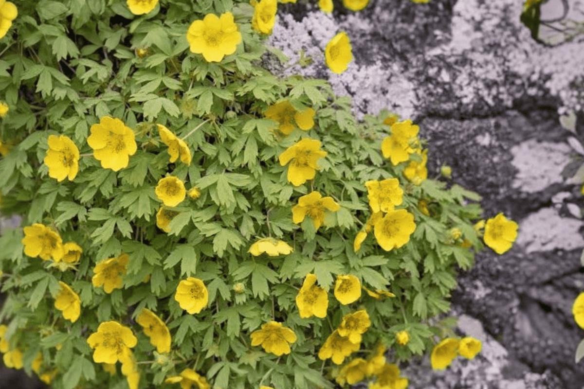 Yellow Cinquefoil 1 Live Plant, 2 Gallon – Potentilla ‘Happy Face Yellow’