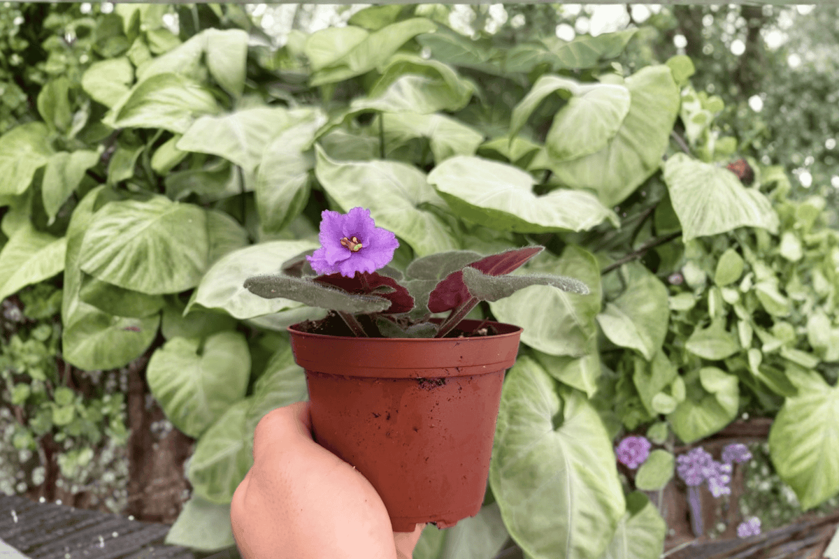 Buckeye Country Gal African Violet 2 Exact Live Plants – 4” Size