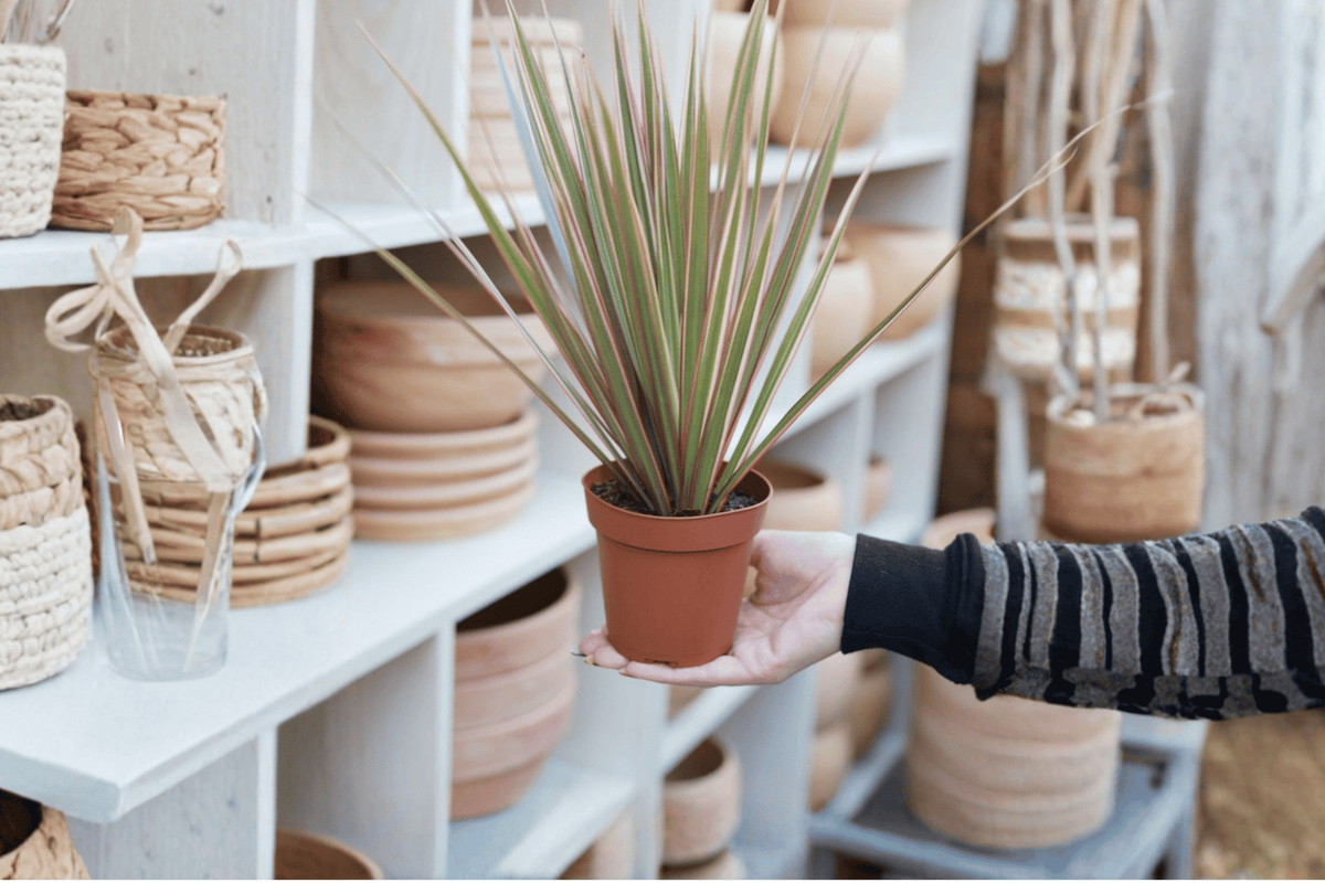 2 Dracaena marginata 'Bicolor' Starter Plants – Bare Root Live Dragon Tree