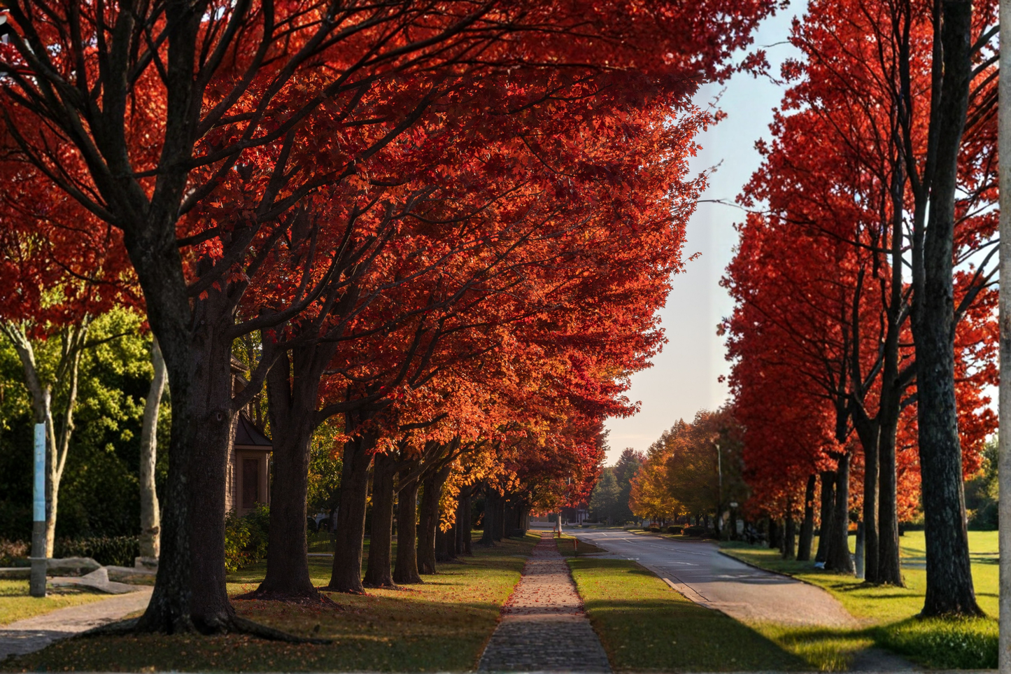 Brandywine Red Maple Live Plants – 4–6 Inches Tall in 3-Inch Pots (Acer rubrum 'Brandywine')