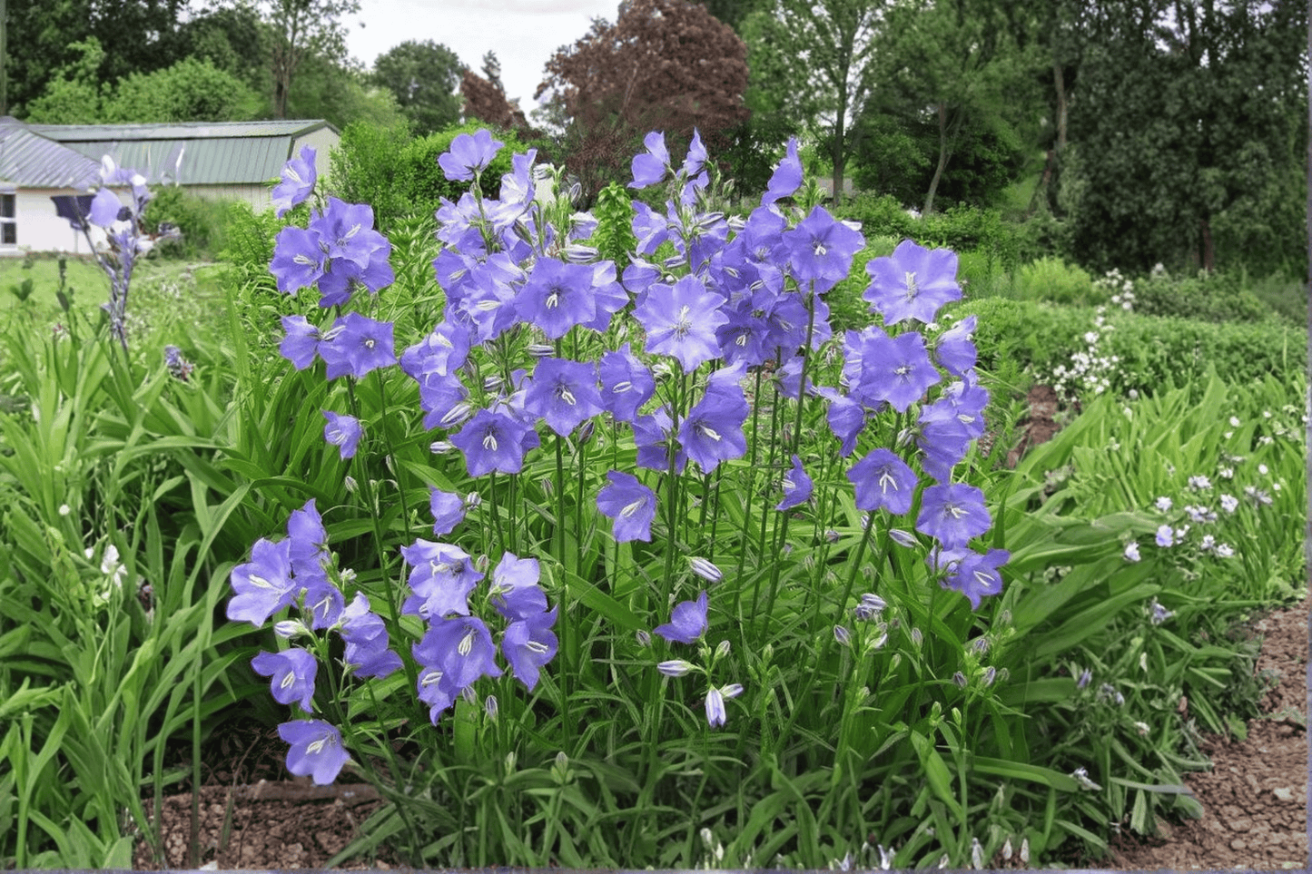 Peach-Leaved Bellflower 1 Live Plant – 4-Inch Pot – Campanula persicifolia