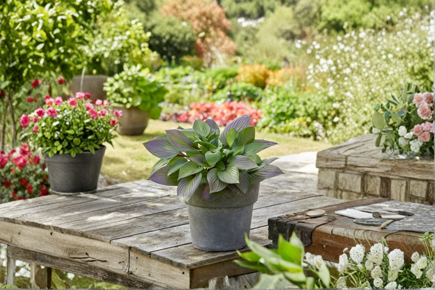 Hosta ‘First Blush’ Bare Root Plant – Shade Perennial Starter Division Red Stem Yellow Leaf Garden Plant Ships Bare Root
