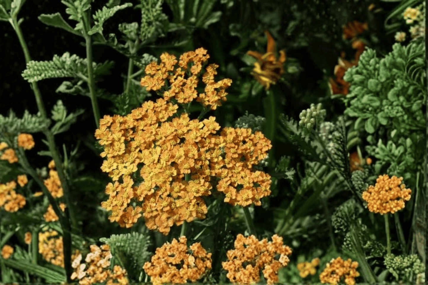 Terracotta Yarrow 1 Live Plant – 4-Inch Pot – Achillea millefolium ‘Terracotta’