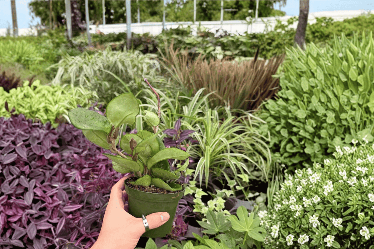 Hoya Chelsea 2 Exact Live Plants – Hoya carnosa ‘Chelsea’ Specific 4” Pot