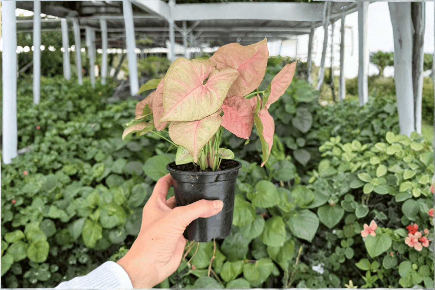 Syngonium Neon Pink 2 Exact Live Plants – 4-Inch Pots – Syngonium podophyllum