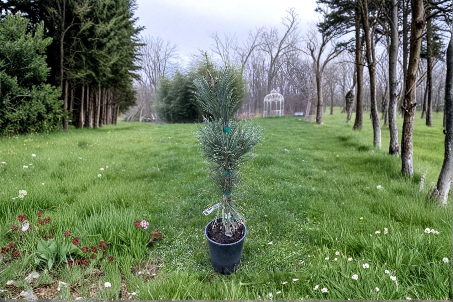 Glauca Reflexa Limber Pine 12 Inch Live Plant 1 Gallon Pot – Pinus flexilis Blue Evergreen Conifer Unique Garden Tree