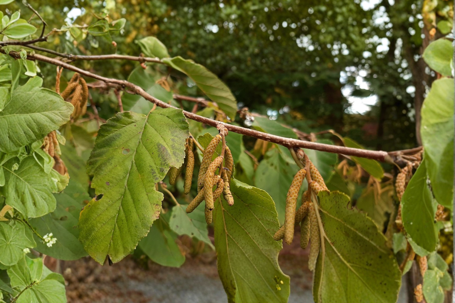 Farges Hazelnut Live Plant 2 Gallon Pot Corylus Tree Ornamental Bark Hardy Landscape Tree Garden Plant