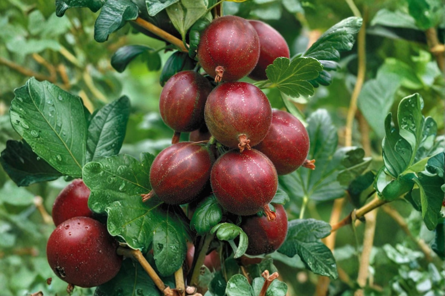 Hinnomaki Red Gooseberry Live Plant Ribes Uva Crispa Fruiting Berry Bush Edible Garden Shrub Backyard Orchard