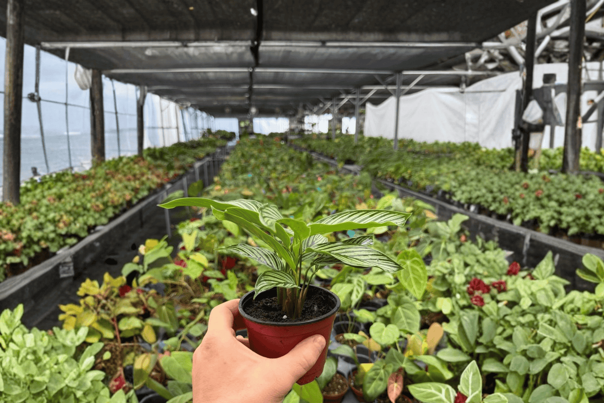 Calathea Vittata 2 Exact Live Plants – Specific 4” Size