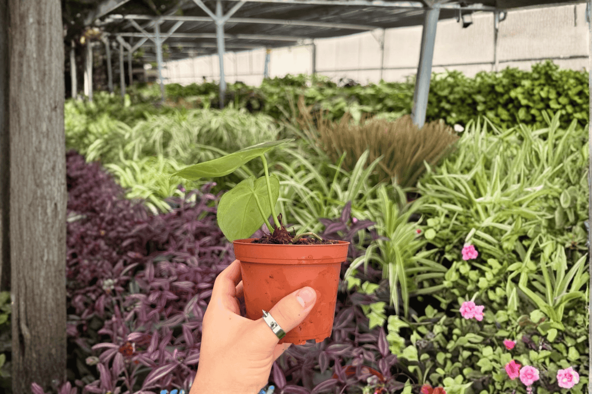2 Anthurium Silver x Papi Golden Exact Live Plants – 4” Pots
