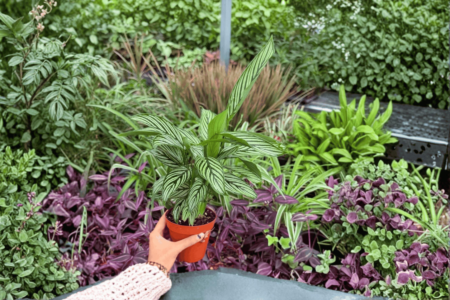 Calathea Vittata 2 Exact Live Plants – 4-Inch Pots – Goeppertia elliptica 'Vittata'