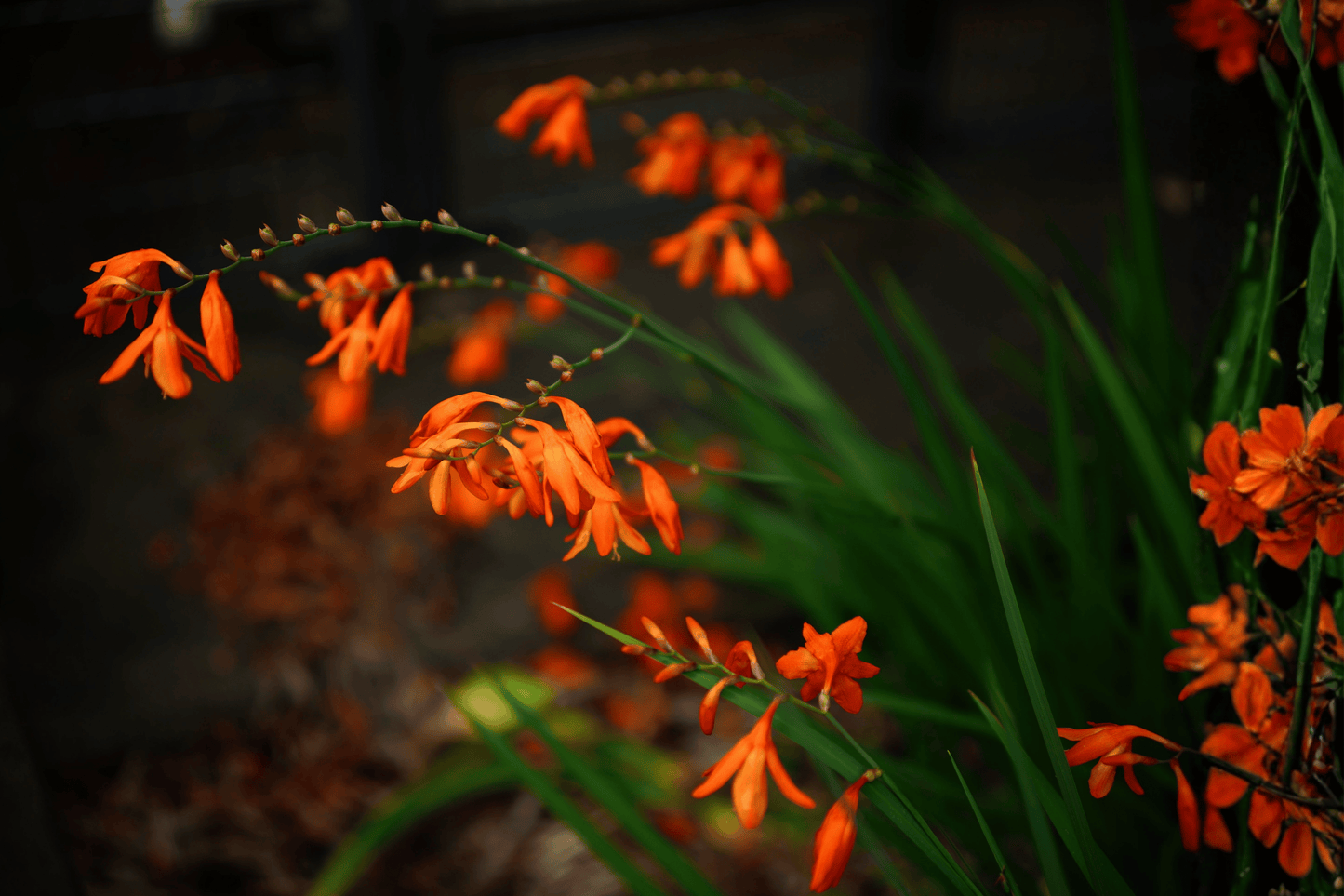 Landscape Tangerine Kangaroo Paw 1 Gallon Live Plant – Anigozanthos flavidus Hybrid ‘Landscape Tangerine’