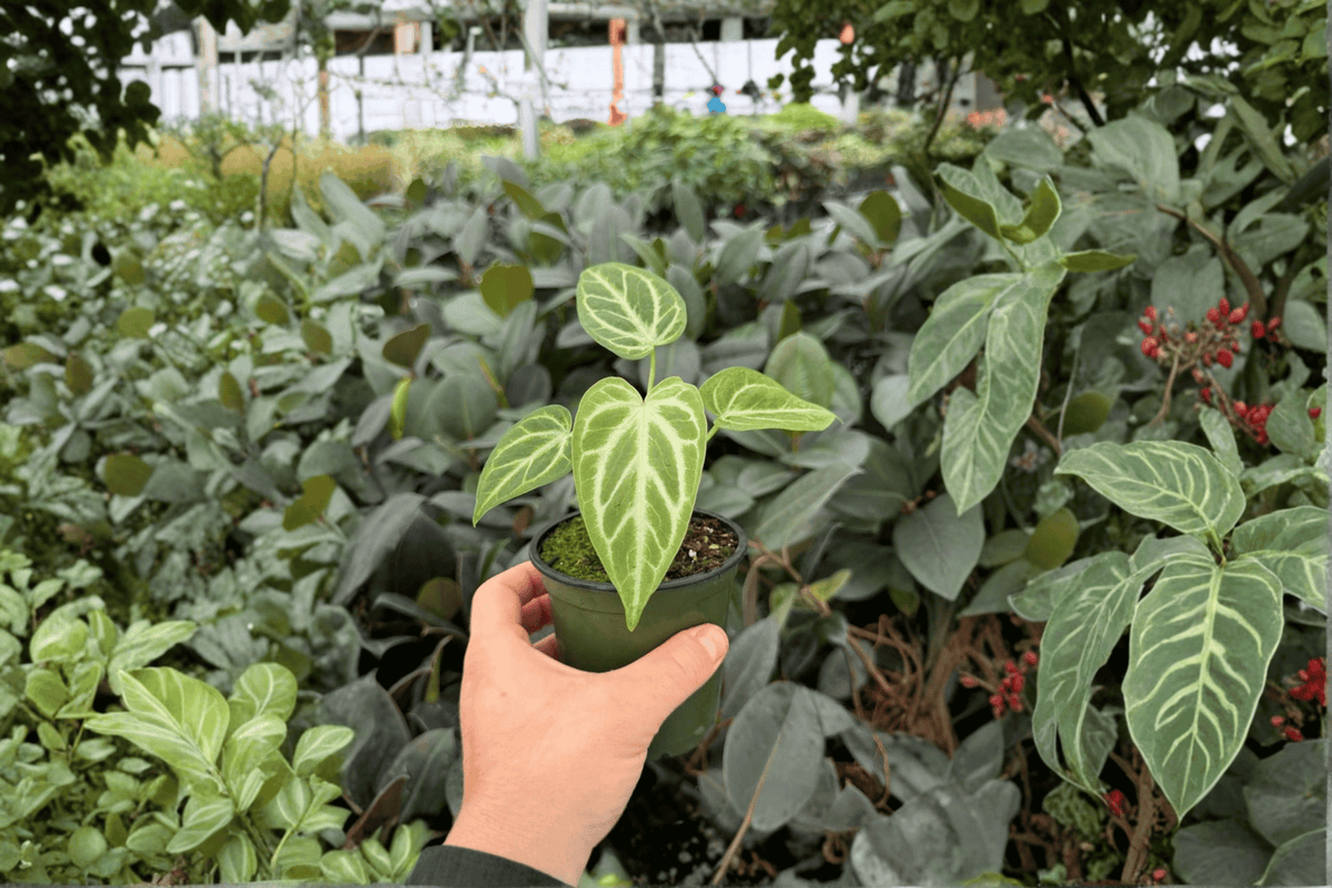 Anthurium Hoffmannii × Silver Hope 2 Exact Live Plants – Anthurium Hybrid 4” Size Bare Root