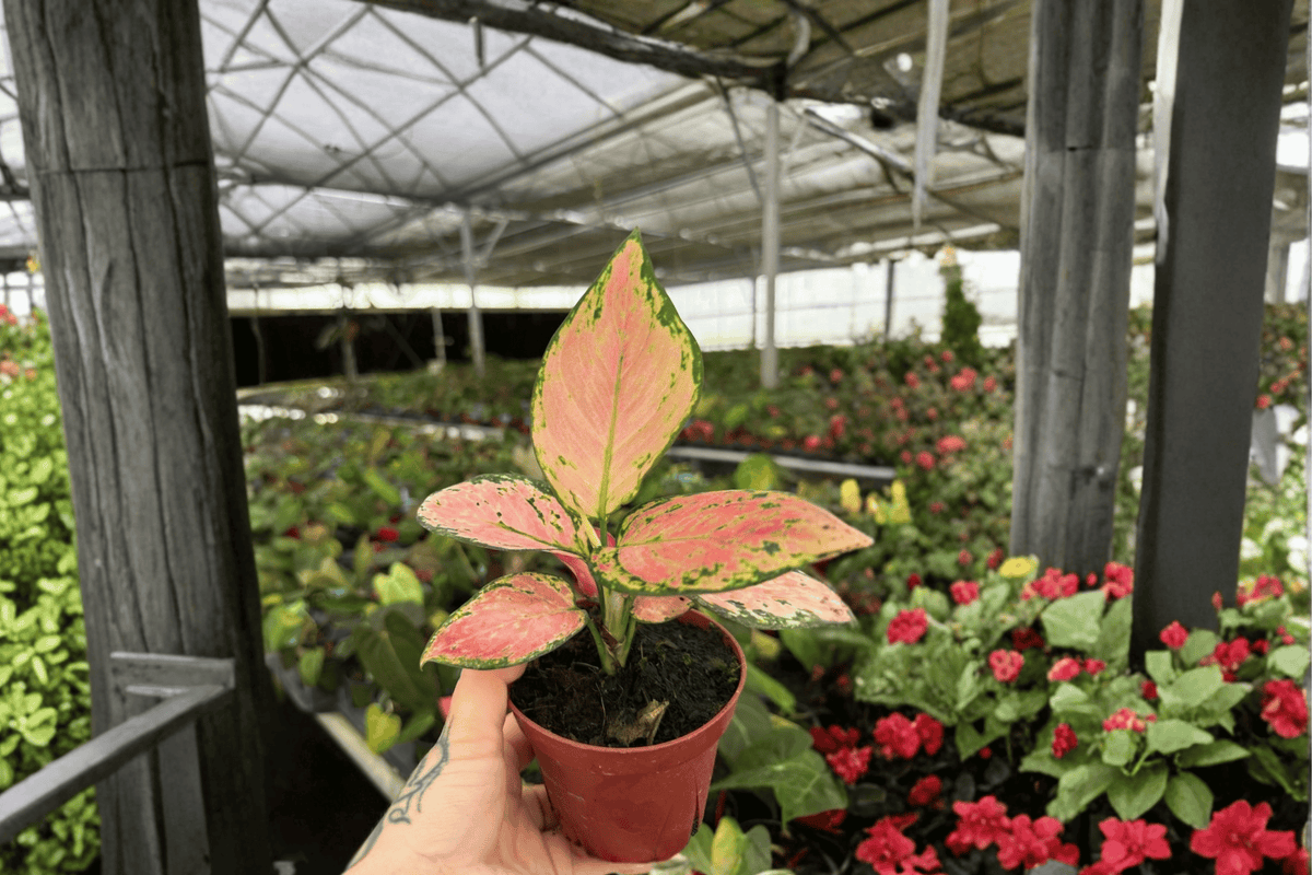 Aglaonema Very Very Red – 2 Live Plants, 4-Inch Size – Aglaonema ‘Very Very Red’