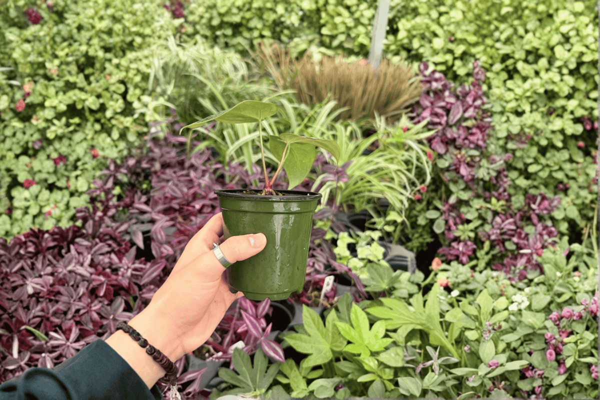 Anthurium Blue Papi x Red Stem 2 Exact Live Plants – 4-Inch Pots