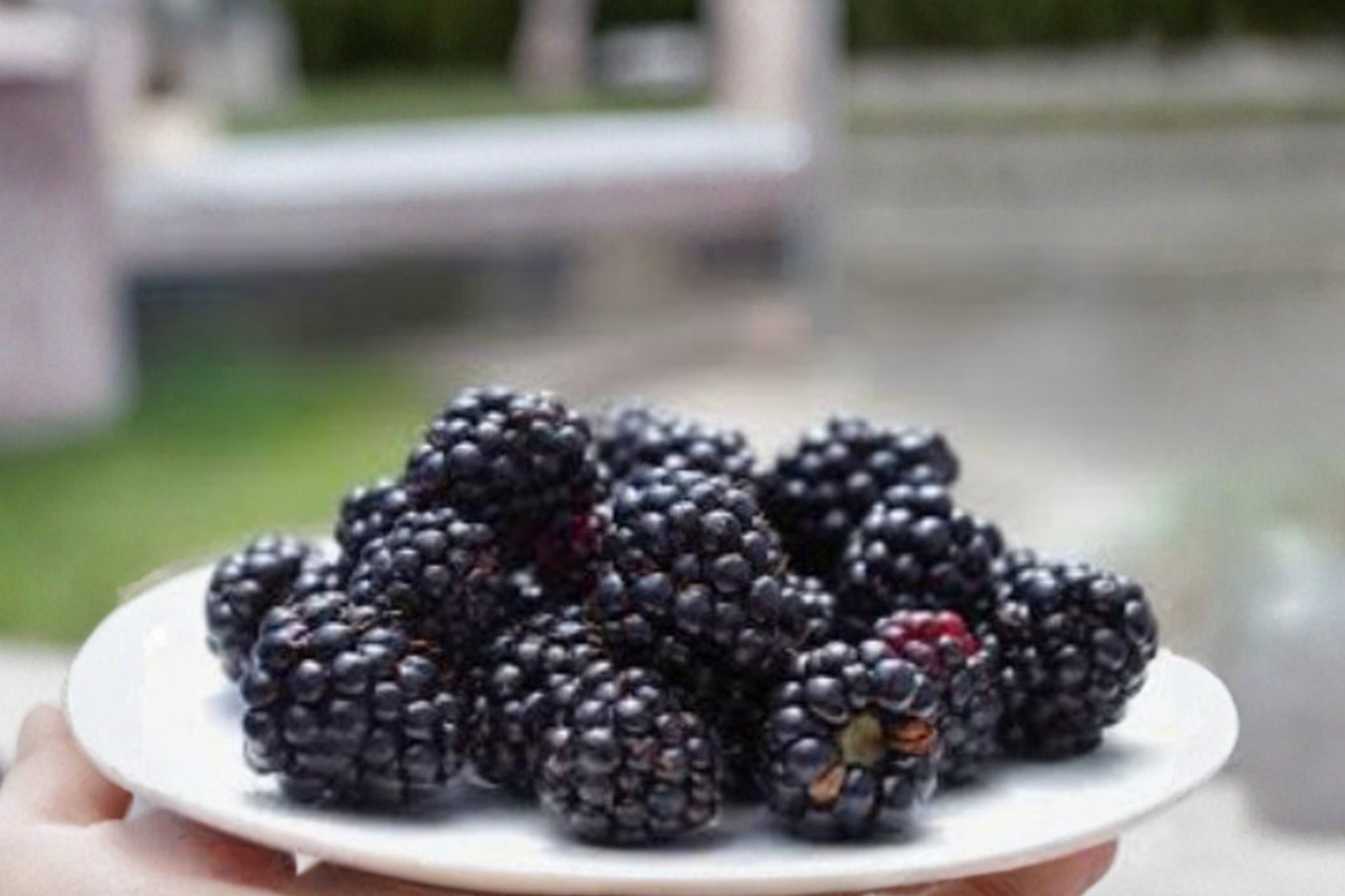 Baby Cakes Blackberry Seeds Dwarf Berry Fruit Plant Indoor Outdoor Container Gardening 30 Seeds