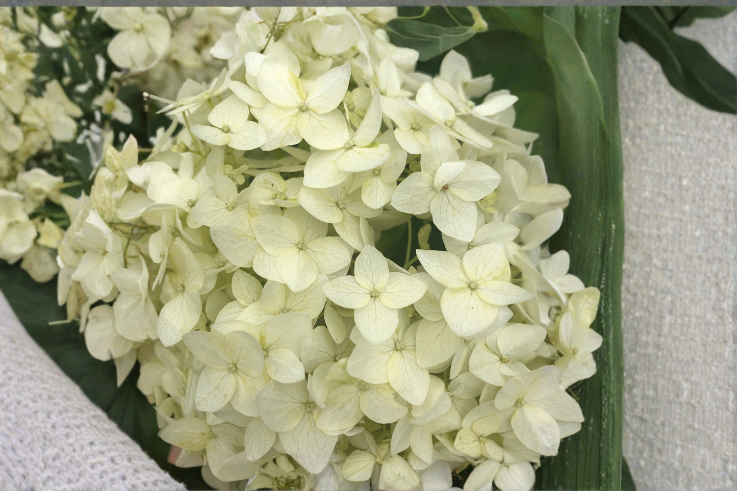 Chantilly Lace Hydrangea Live Plants 2 Rooted Starters 1 Qt Pots Hydrangea Paniculata White Flower Shrub