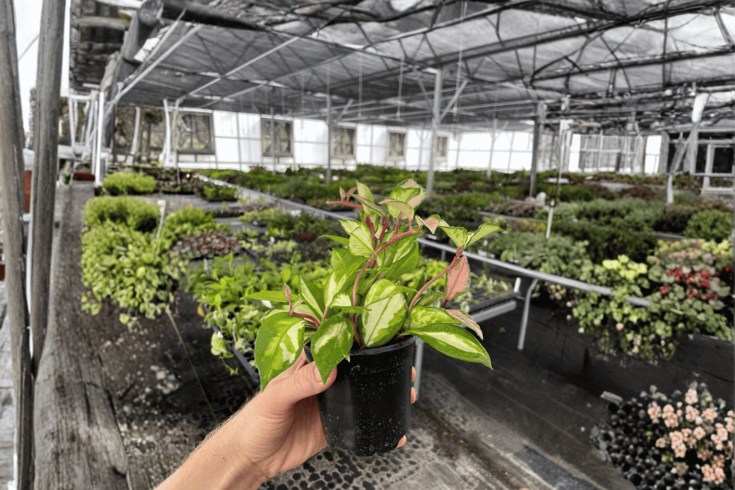 2 Hoya carnosa 'Exotica Tricolor' Live Plants in 4-Inch Pots – Hoya carnosa 'Exotica Tricolor'