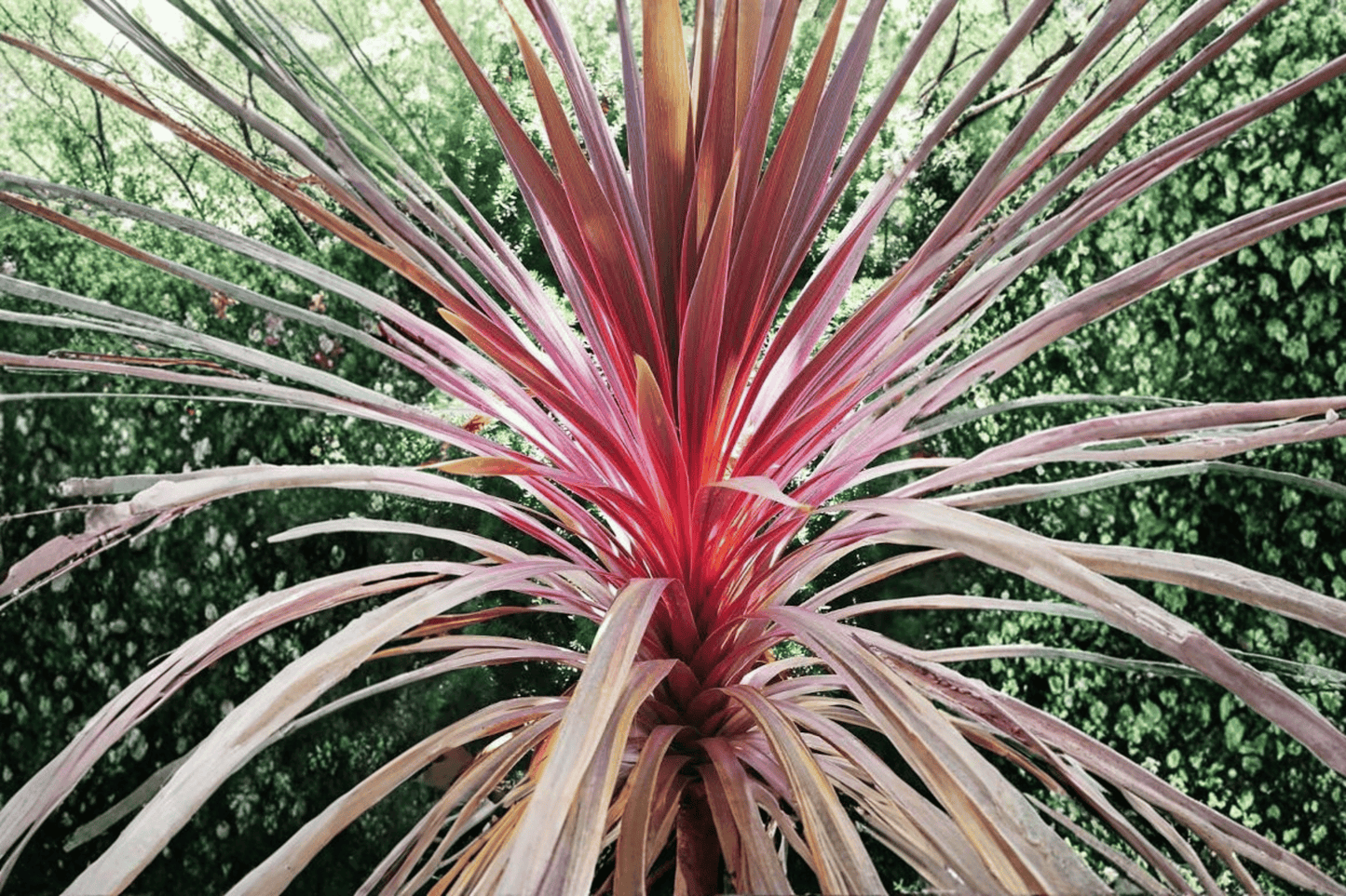 Charlie Boy Palm Lily 1 Gallon Live Plant – Cordyline ‘Charlie Boy’
